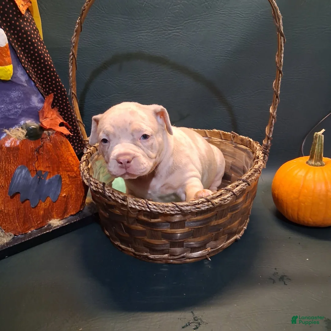 American Bully dogs for sale: Ella - Ad 3