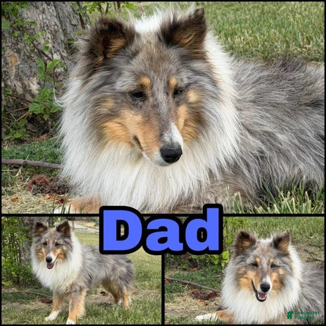 Shetland Sheepdog dogs for sale: Tex - Ad 3