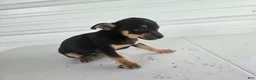 Chihuahua dogs for sale: Brutis - Ad 8