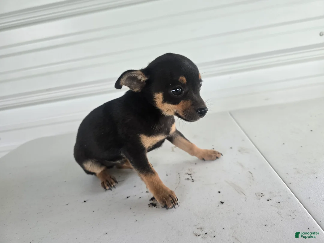 Chihuahua dogs for sale: Brutis - Ad 8