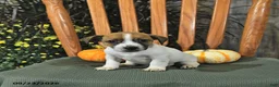 Jack Russell Terrier dogs for sale: Florence - Ad 4