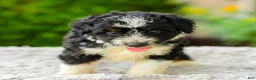 Mini Aussiedoodle dogs for sale: Archie - Ad 3