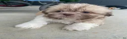 Shih Tzu dogs for sale: Ellie - Ad 9