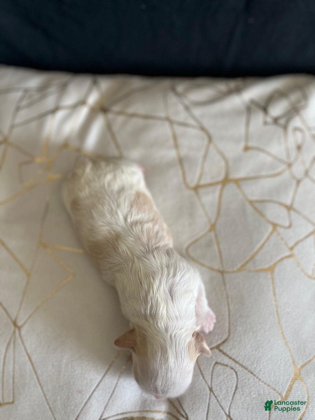 Shih Tzu dogs for sale: Oakley  - Ad 4