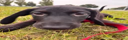 Mixed Breed dogs for sale: Raye - Ad 4