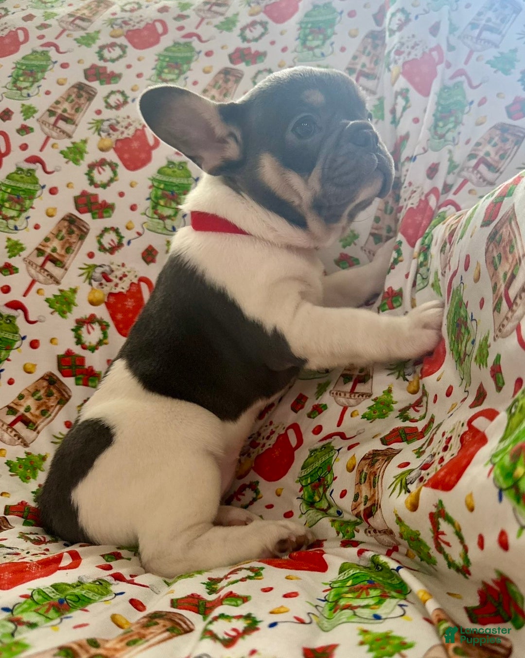 French Bulldog dogs for sale: 🎄 AKC Registered Rare Blue Pied French Bulldog Puppy – Ready for the Holidays! - Ad 5