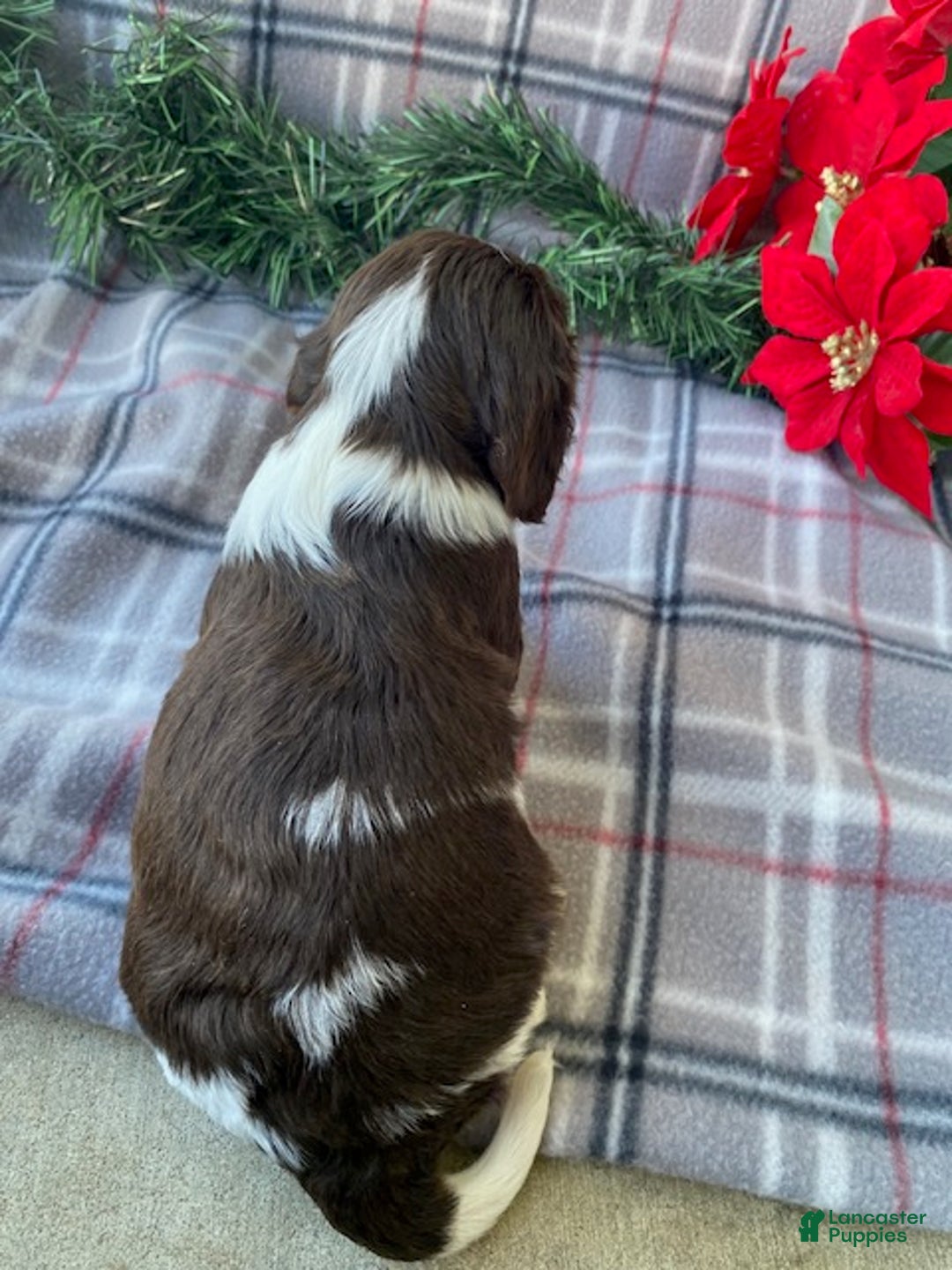 Cavalier King Charles Spaniel dogs for sale: Holly - Ad 4