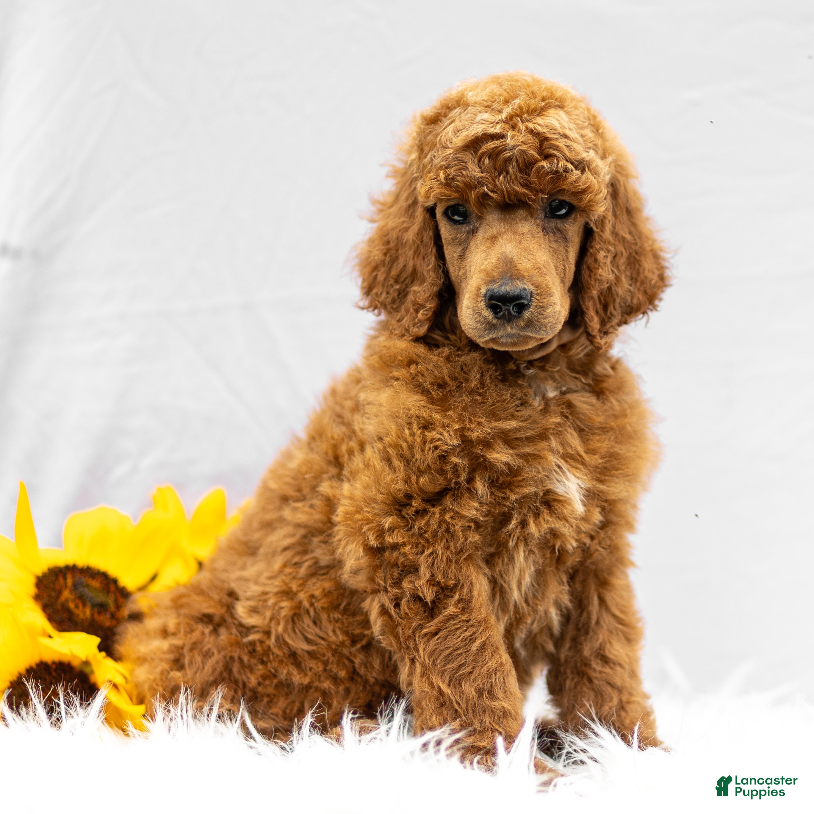 Standard Poodle dogs Michael  - Ad 2