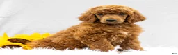 Standard Poodle dogs for sale: Michael  - Ad 2