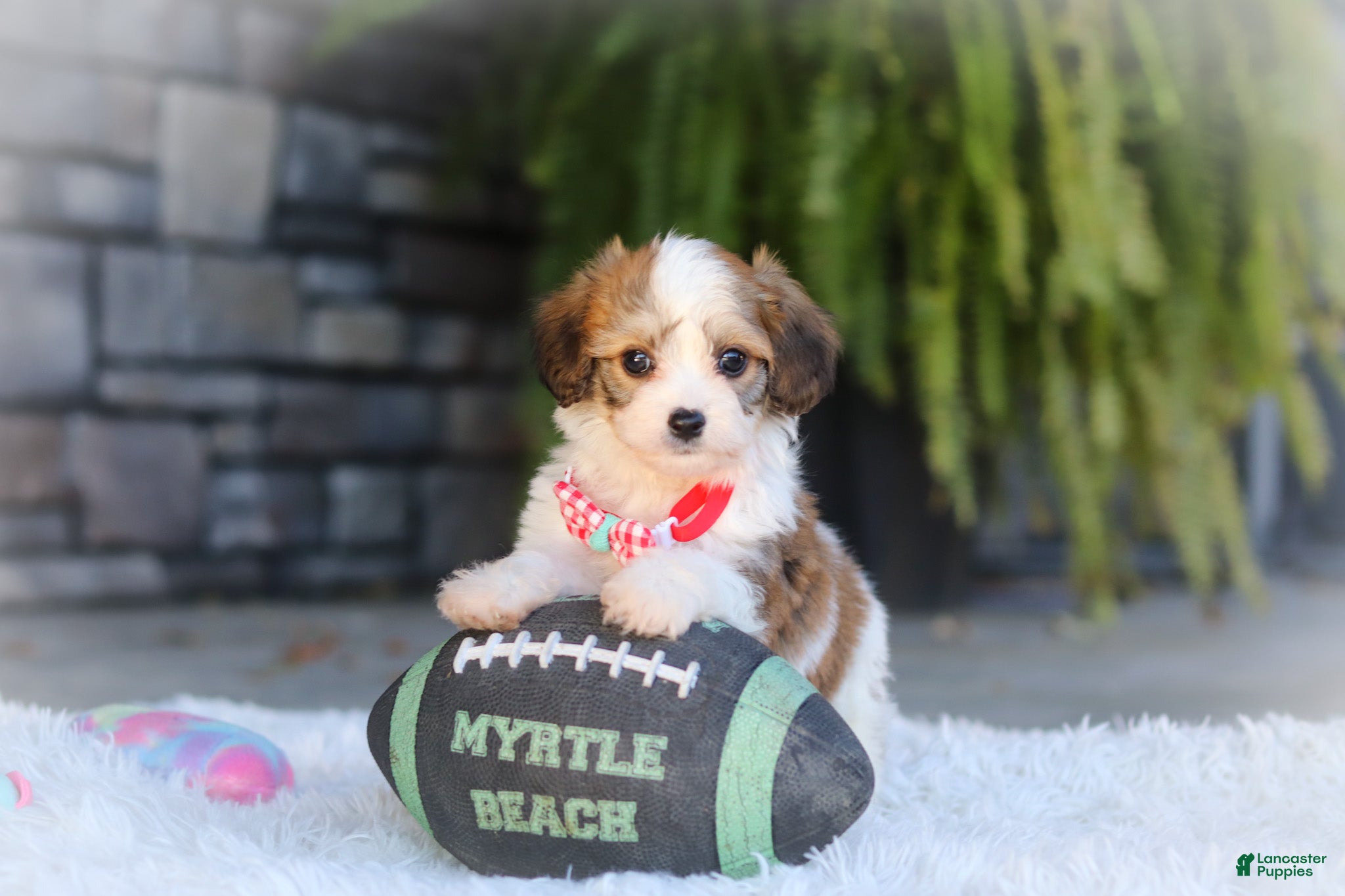 Cavachon dogs Scout - Ad 1