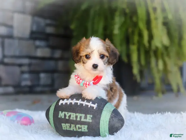 Cavachon dogs for sale: Scout - Ad 1