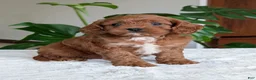 Cavapoo dogs for sale: Kody - Ad 10