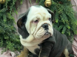 English Bulldog dogs Lindsay - Ad 28