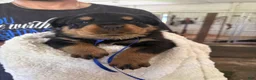 Rottweiler dogs for sale: Rottweiler 2 AKC REGISTERED  - Ad 8
