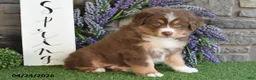 Australian Shepherd dogs for sale: Princess - Ad 3