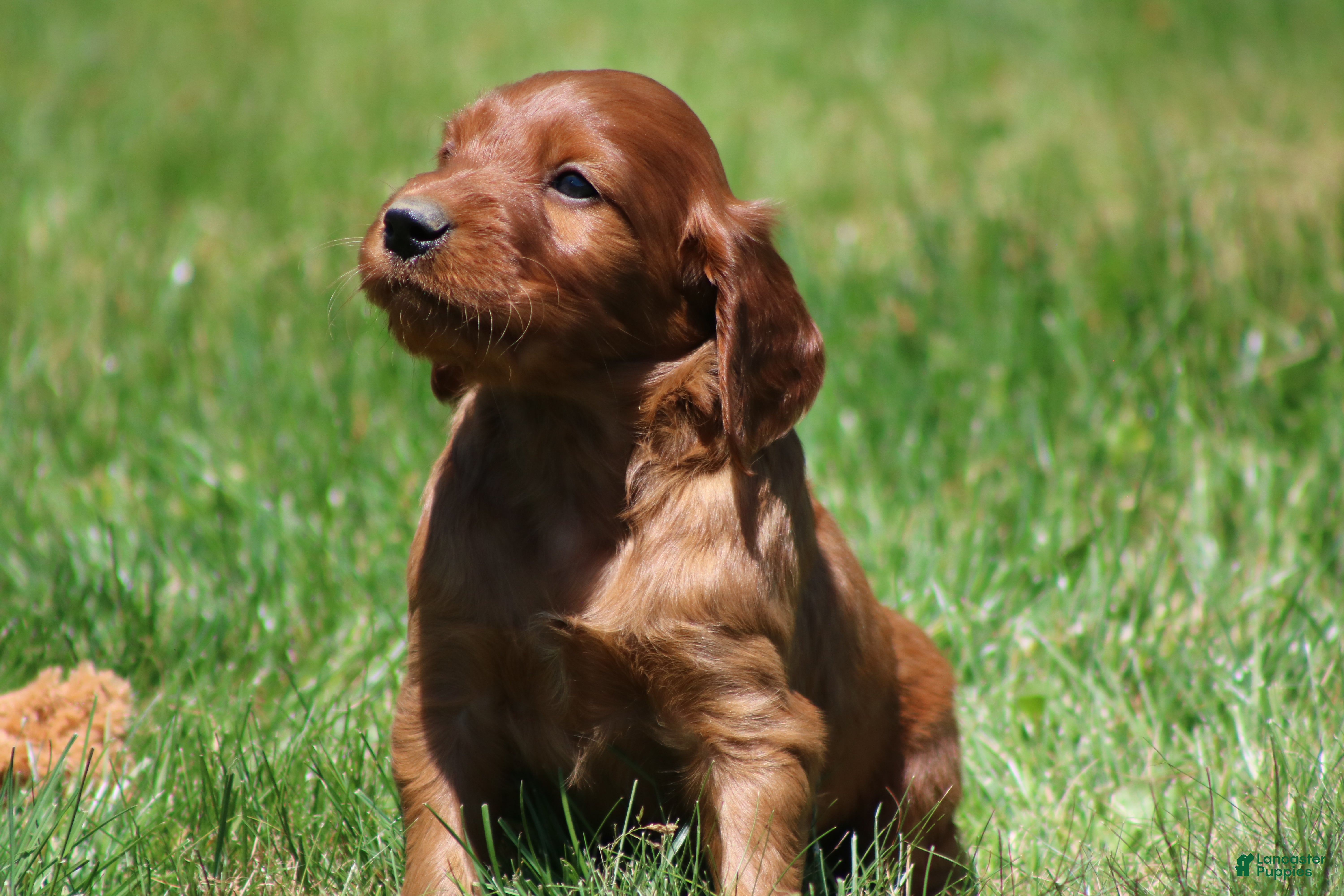 Irish Setter dogs for sale: Harley - Ad 6