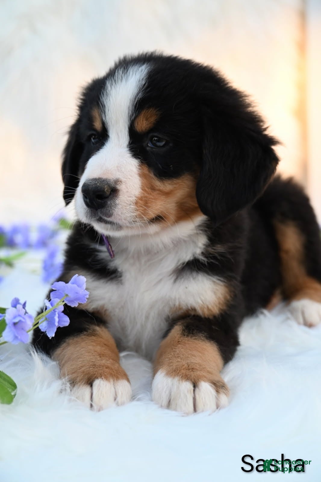 Bernese Mountain Dog dogs Sasha  - Ad 2