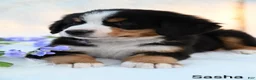 Bernese Mountain Dog dogs for sale: Sasha  - Ad 2