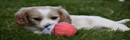 Miniature Dachshund dogs for sale: Biscuit - Ad 3