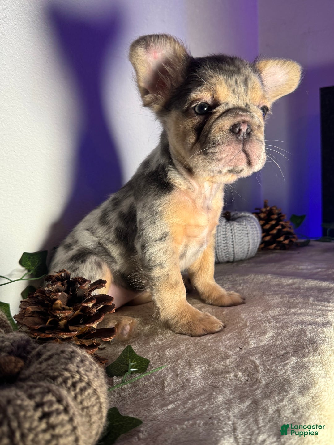French Bulldog dogs for sale: Blue tan Merle Big Rope Fluffy Female - Ad 3