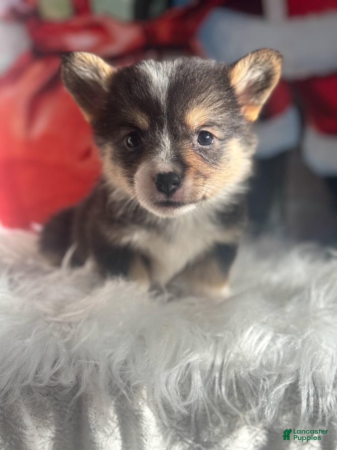 Welsh Corgi Pembroke dogs for sale: Jingle - Ad 4