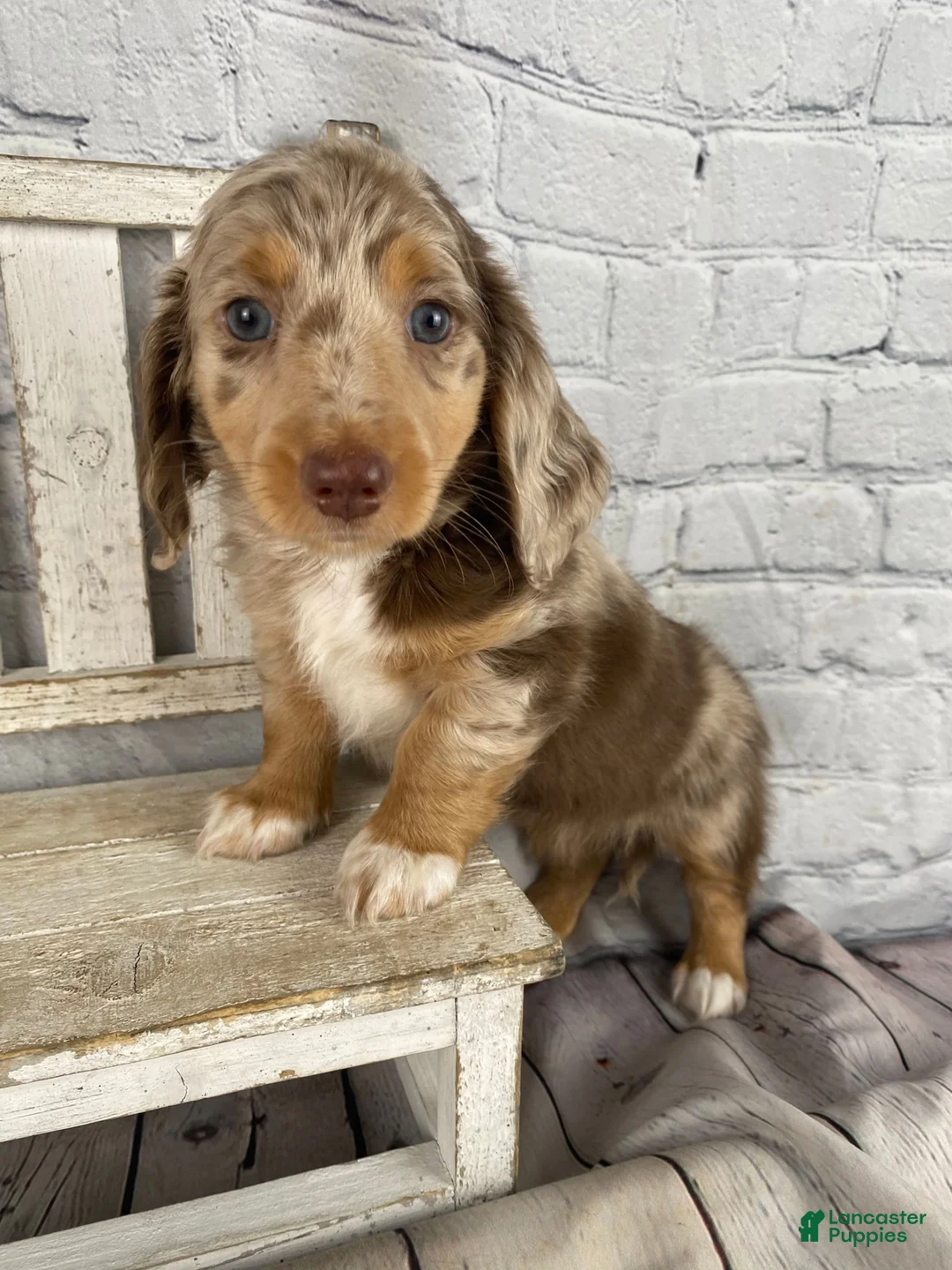Miniature Dachshund dogs for sale: Annie - Ad 1