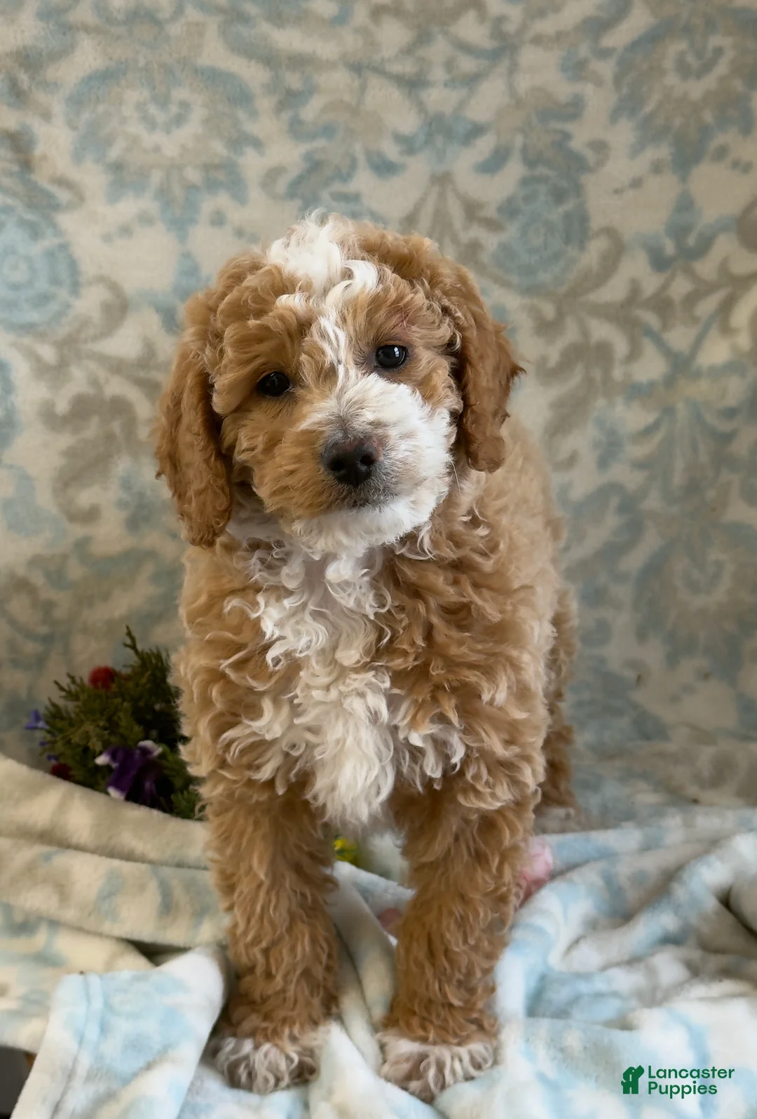 Mini Goldendoodle dogs for sale: Caram - Ad 4