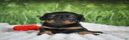 Miniature Dachshund dogs for sale: AKC Sierra - Ad 4