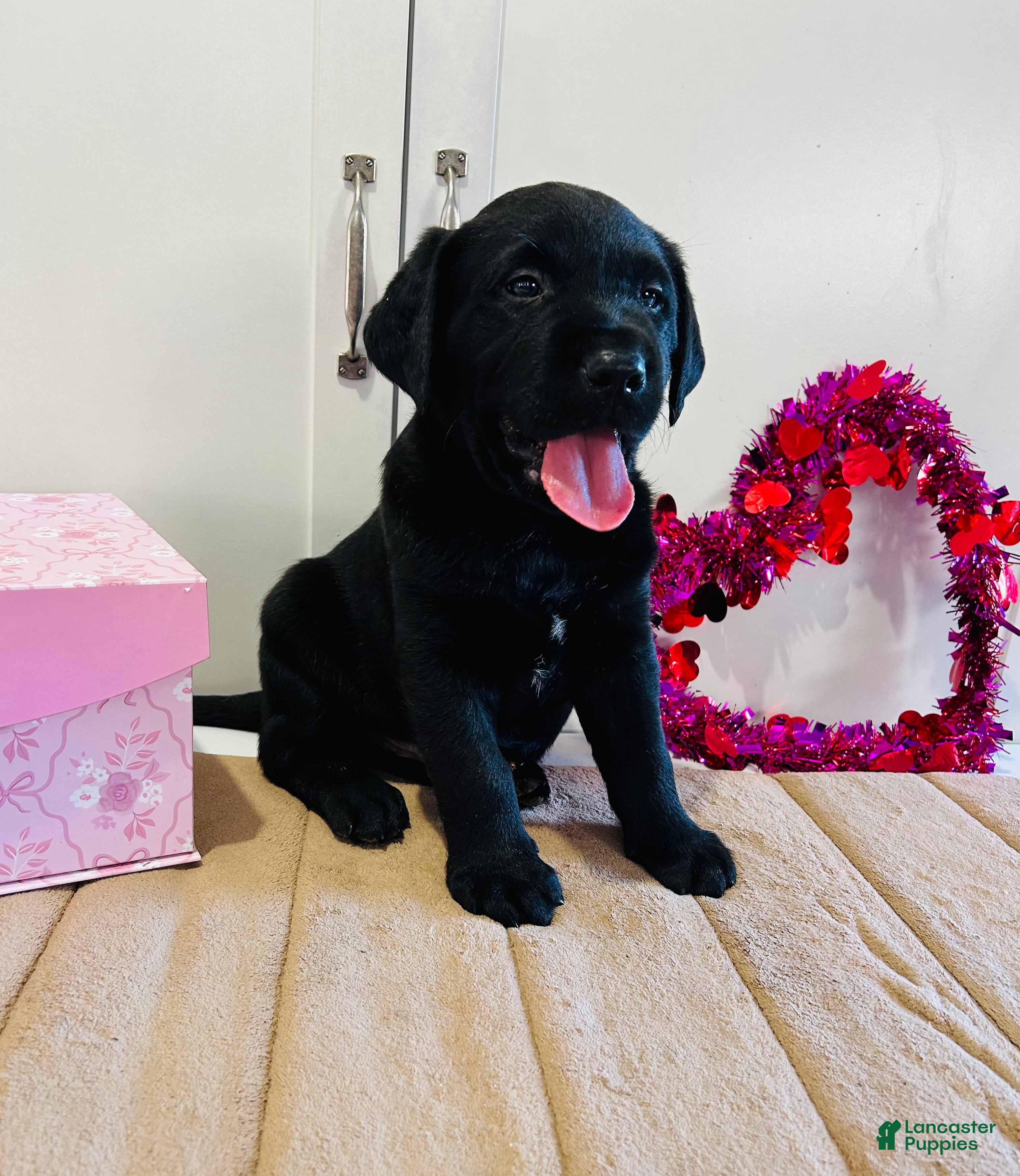 Labrador Retriever dogs Badger - Ad 21