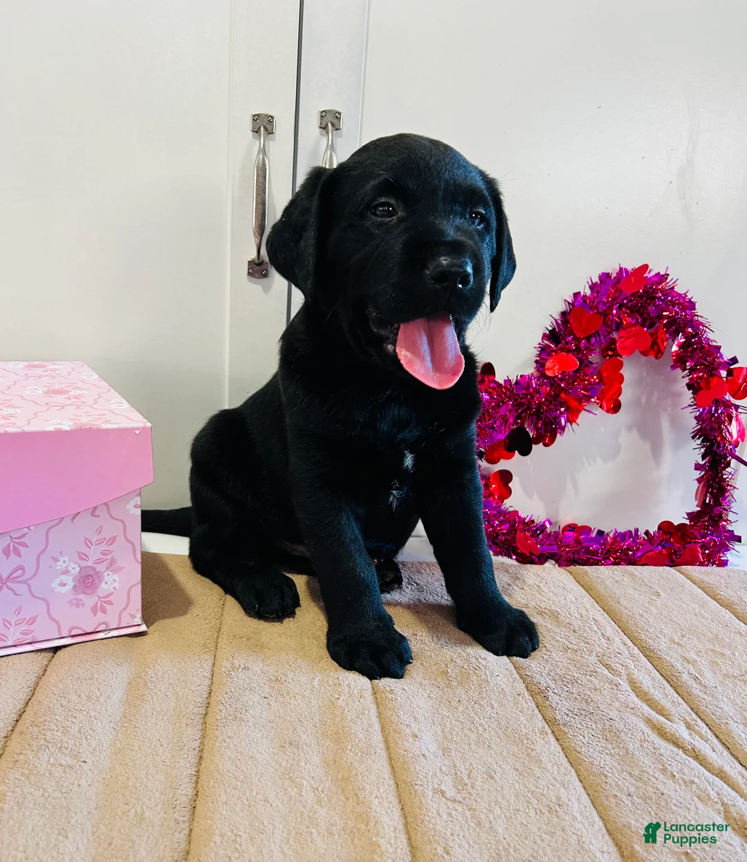 Labrador Retriever dogs for sale: Badger - Ad 1