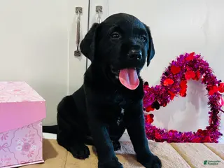 Labrador Retriever dogs Badger - Ad 21