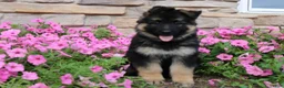 German Shepherd dogs for sale: Holly - Ad 4
