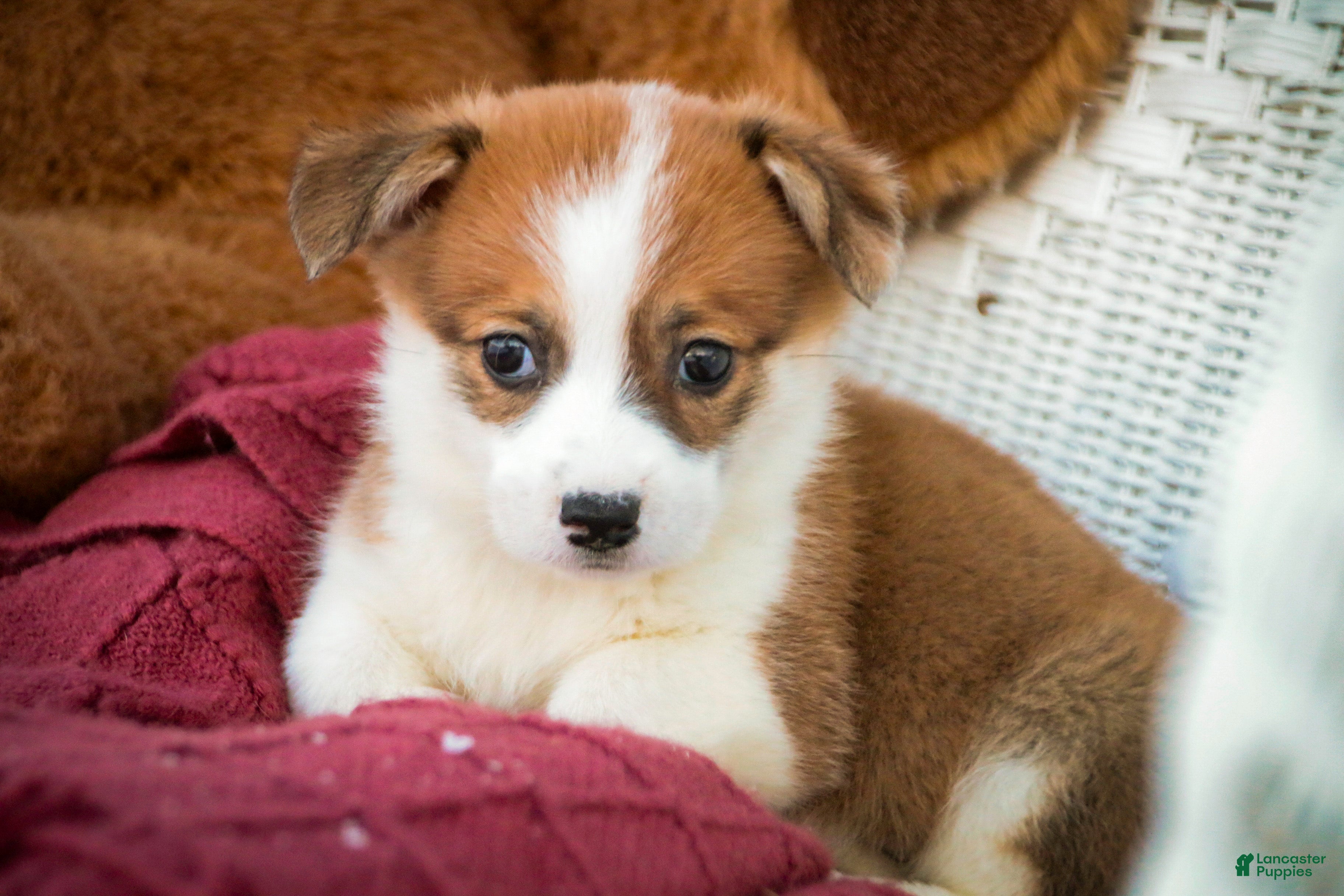 Welsh Corgi Pembroke dogs Bagel - Ad 5