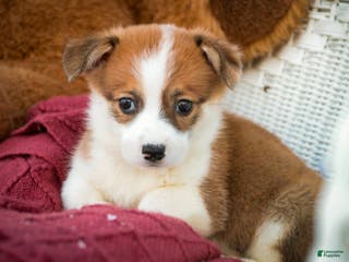 Welsh Corgi Pembroke dogs Bagel - Ad 41