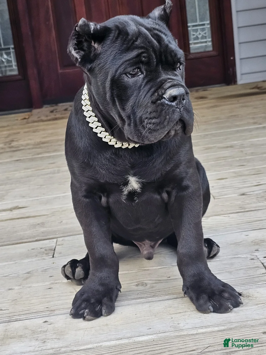 Cane Corso dogs for sale: ZEUS - Ad 18