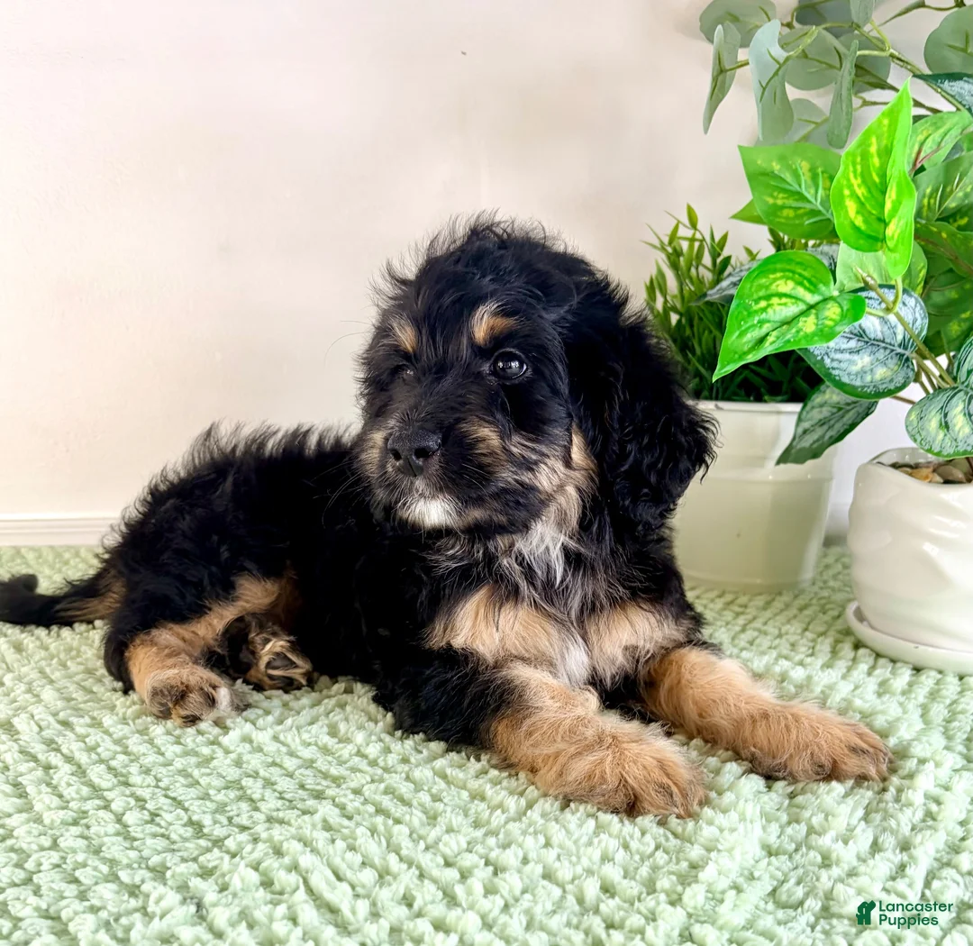Bernedoodle dogs for sale: Dobby - Ad 7