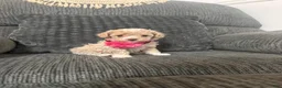 Toy Poodle dogs for sale: Lovely  - Ad 2