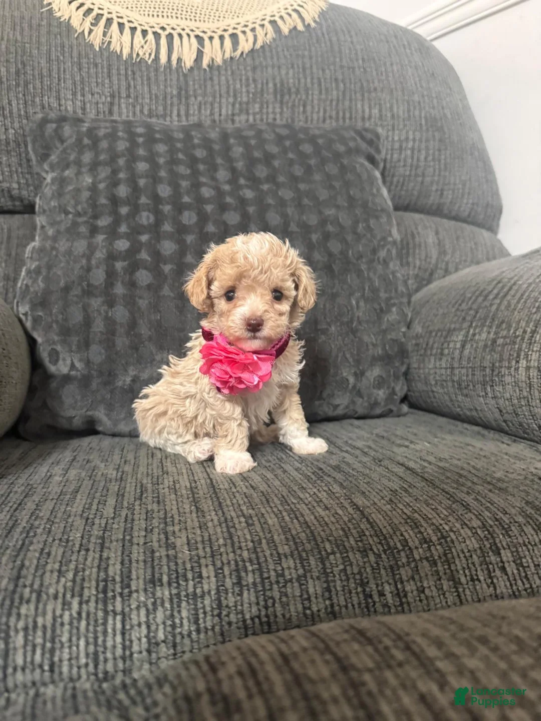 Toy Poodle dogs for sale: Lovely  - Ad 2