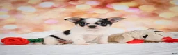 Chihuahua dogs for sale: Chloe - Ad 3