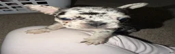 French Bulldog dogs for sale: French Bulldog 2 - Ad 3
