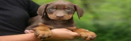 Doberman Pinscher dogs for sale:  Dexter (Red Rust)🐶 - Ad 5