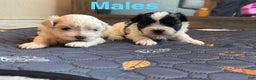 Mixed Breed dogs for sale:  Lhatese Breed “Daisy” - Ad 18