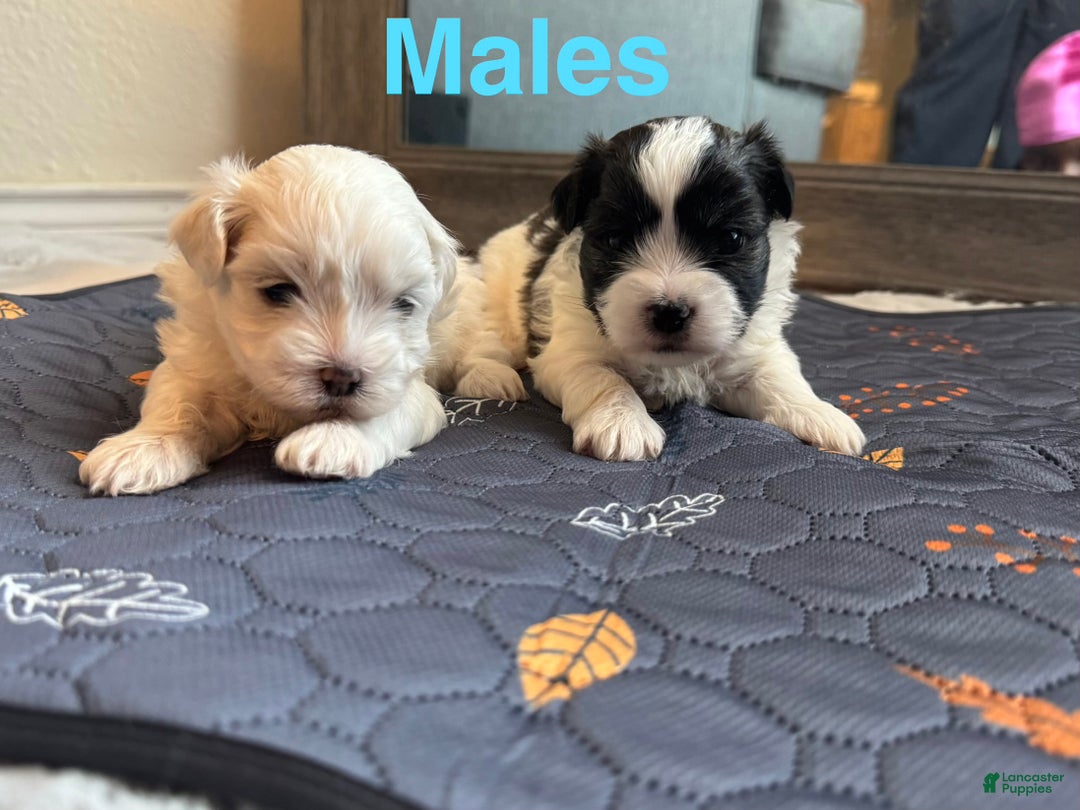 Mixed Breed dogs for sale:  Lhatese Breed “Daisy” - Ad 18