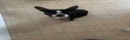 Boston Terrier dogs for sale: Boston Terrier 1 - Ad 3