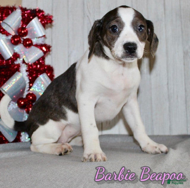 Mixed Breed dogs Barbie - Ad 15