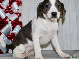 Mixed Breed dogs Barbie - Ad 32