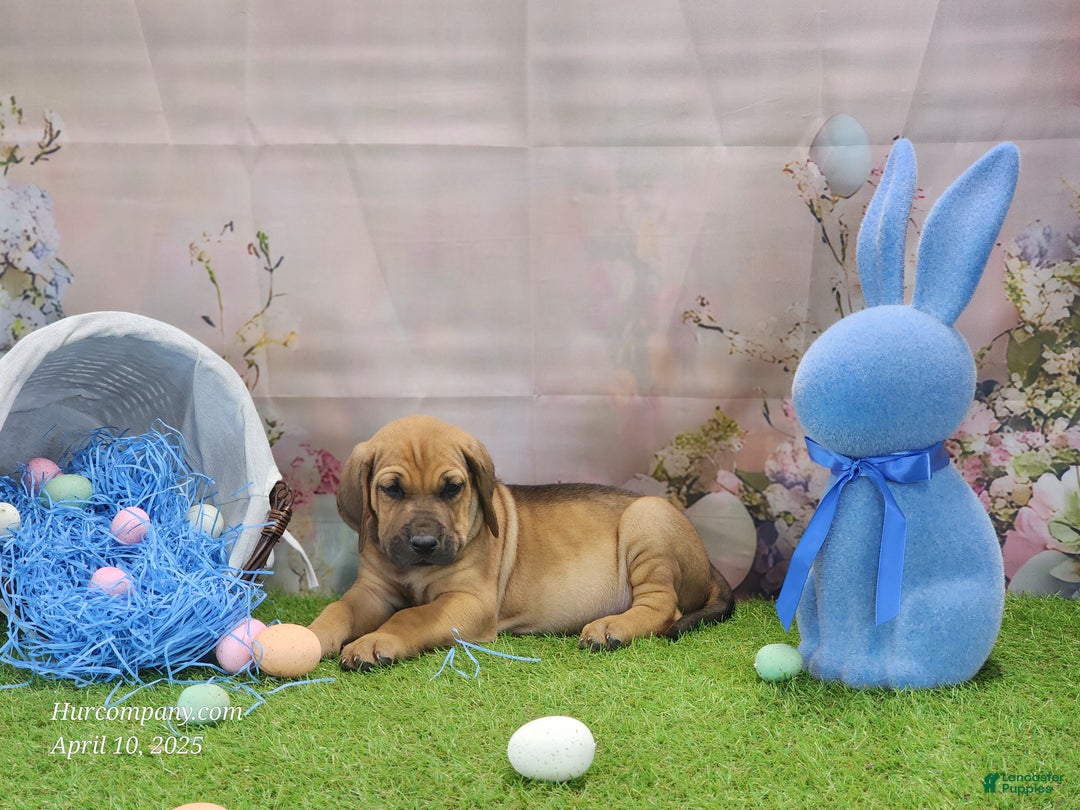 Mixed Breed dogs for sale: 2025 Bloodahoula Male 3 "Finn" - Ad 19