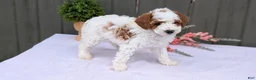 Miniature Poodle dogs for sale: Apollo - Ad 9