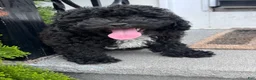 Shihpoo dogs for sale: Matcha - Ad 6
