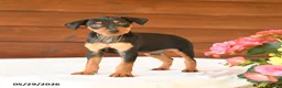 Miniature Pinscher dogs for sale: Chase - Ad 2
